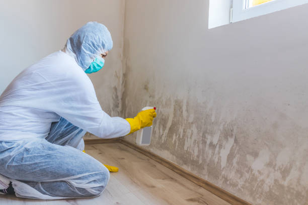 Licensed Mold Removal service in Williamston, NC - 24 Hour Mold Removal